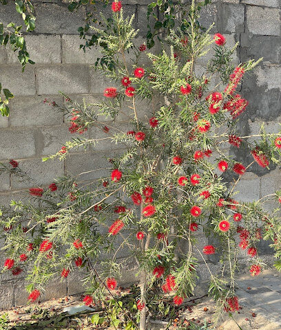 مزرعة ريحانة - صفوى -