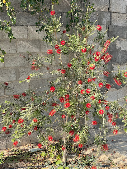 مزرعة ريحانة - Saudi Arabia|Safwa 32921|Abu Main|MRCG+3FV