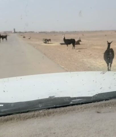 أستديو تصوير العروبة - سكاكا - +966 50 294 3561