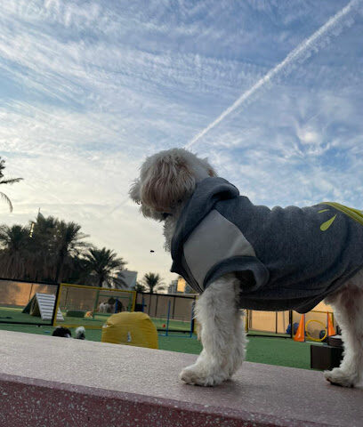 Pawsers رعاية الحيوانات الأليفة - الخبر - +966 50 876 7671