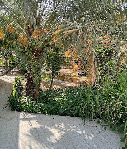 مزرعة ابورياض (حسن عبدالكريم آل سقلب) - صفوى - +966 54 951 4371