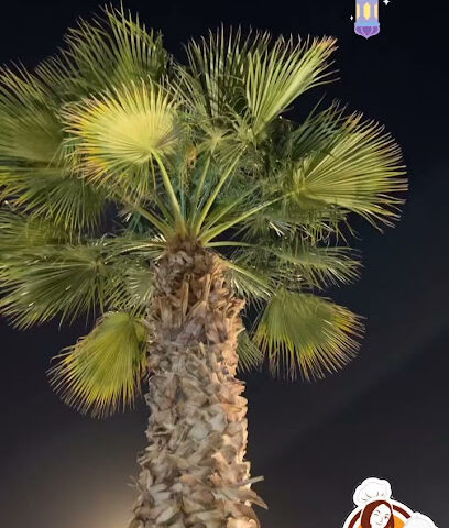 المملكه العربية السعودية - بيشة -