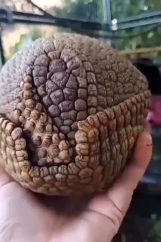 تربه - تربه -