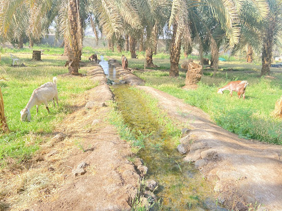Salman Al Farsi Farm - Al Madinah Al Munawwarah -