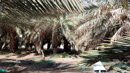 DEVELI HURMA BAHÇESI - Al Madinah Al Munawwarah - +966 56 915 3875