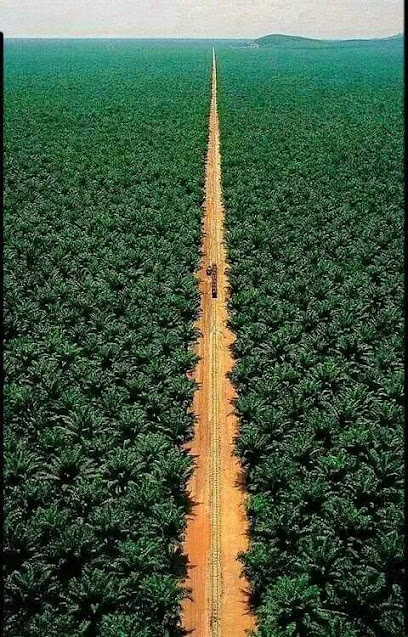 Dates Farm - Saudi Arabia|Riyadh 14741|Al-Masani'|GQJ7+7MF
