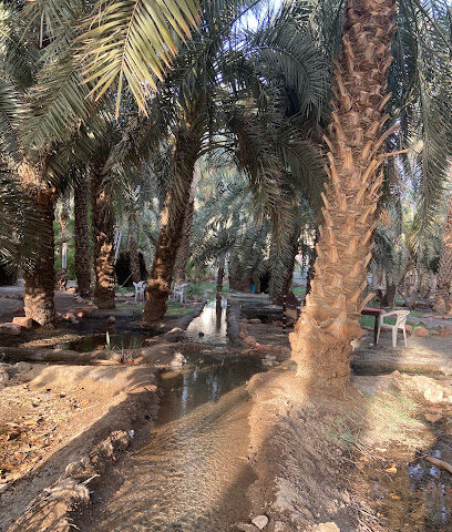 Aliya Date Garden - Al Madinah Al Munawwarah -