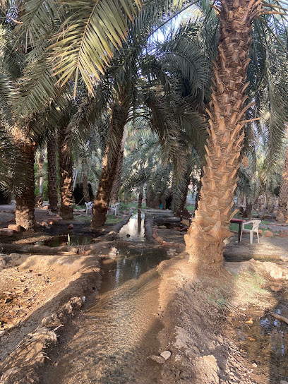 Aliya Date Garden - Saudi Arabia|Al Madinah Al Munawwarah 42316|Qurban|CJXH+W2C