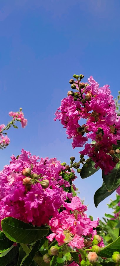 "Rubel Flowers Garden - Saudi Arabia|16362|4476+VMH