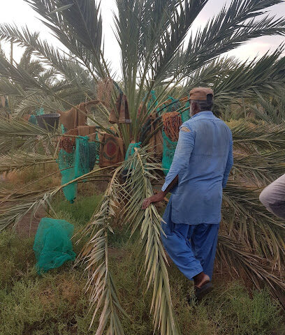 Dates Garden - Al Madinah Al Munawwarah -