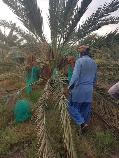 Dates Garden - Saudi Arabia|Al Madinah Al Munawwarah 42316|Qurban|CJWF+JJ9