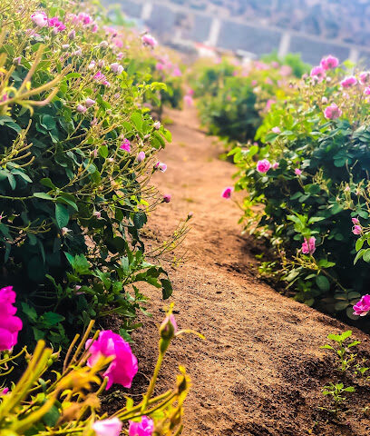 Altalhi for Taif roses الطلحي للورد الطائفي - Taif - +966 50 570 8285