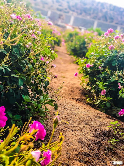 Altalhi for Taif roses الطلحي للورد الطائفي - Saudi Arabia|Taif 26774|بلاد الطلحات|طريق الشفا